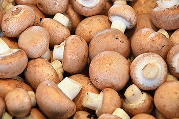 Differentiating champignons, brown and white, tiroler bio pilze HD wallpaper