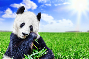 Panda, animal, white, black, bear, green, cute, bamboo HD wallpaper