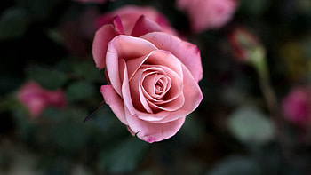 Pink, Macro, Rose Flower, Rose, Petals, Bud HD wallpaper