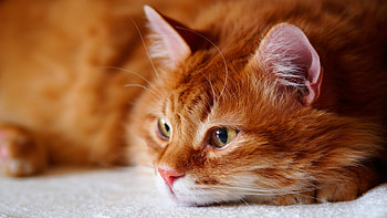 Cat, animal, kitten, cute HD wallpaper
