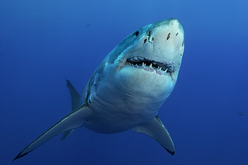 Tracked extremely close, North Carolina coast, Great white shark, North Carolina HD wallpaper