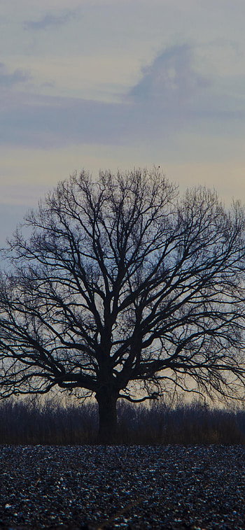 Oak Tree, Oak tree sunset, Landscape beauty, Evening scene HD phone wallpaper