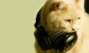 Animals, Heads, Cat, Muzzle, Funky, Frightened HD wallpaper