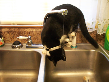 cat, water, animals HD wallpaper