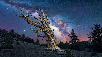 Milky Way above one of the oldest trees in the world in Ancient Bristlecone Pine Forest in California, night, trees, sky, stars, usa HD wallpaper