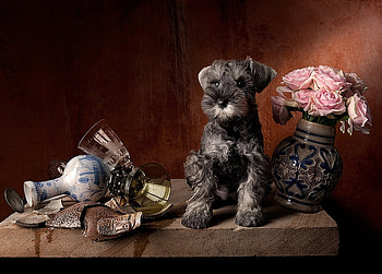still life with puppy for snow white, still life, puppy, pink, roses, vase HD wallpaper