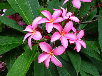 Flowers, Leaves, Pink, Tenderness, Plumeria HD wallpaper