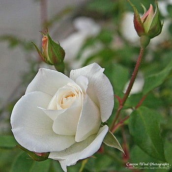 White Rose For Cinzia, rose, art , white, flower, beautiful HD wallpaper