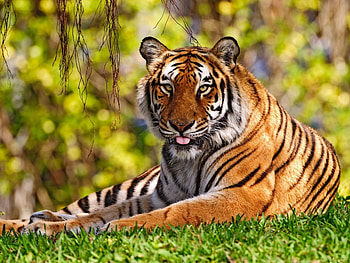 Animals, Tigers HD wallpaper