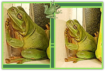 FROG COLLAGE, FROG, NATURE, COLLAGE HD wallpaper