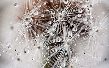 Drops, Macro, Dandelion, Fuzz, Fluff, Seeds, Seed HD wallpaper