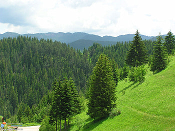 Rodopi, bulgaria, trees, gree, mountain HD wallpaper