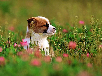 Dog in Grass, dog, grass, beautiful HD wallpaper