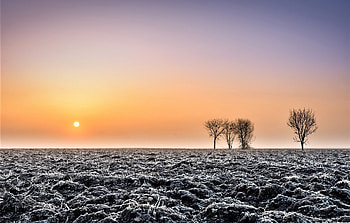 frozen ground, trees, winter, earth, sun HD wallpaper