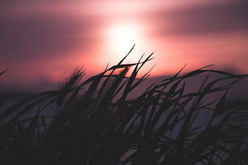 Grass, Sky, Night, Dark, Silhouette, Blur, Smooth HD wallpaper