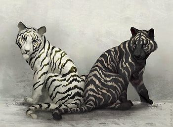 Blanck and white tigers, cute, couple, bw, cat, jade merien, kitten, white, black, tiger, pisici, tigru HD wallpaper