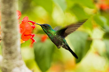 Close-up of a hummingbird feeding on vibrant red flowers in lush greenery. HD wallpaper