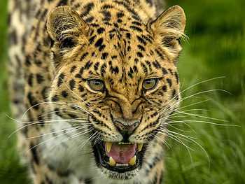 Roar, angry predator, leopard, muzzle HD wallpaper