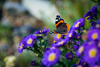 Flowers, Macro, Insect, Butterfly, Wings HD wallpaper