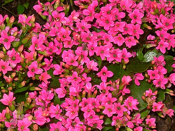 Kolanchoe, pink, flowers HD wallpaper