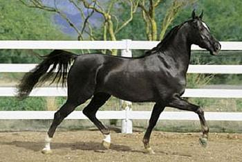 Powerfull Horse, horses, horse, stallions, animals HD wallpaper