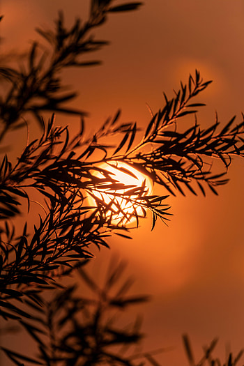 Sunset, Sun, Twilight, Macro, Dark, Branch, Dusk HD phone wallpaper