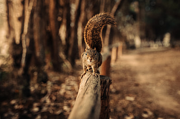 Squirrel Walking On Fence , squirrel, snow, animals, fence, macro HD wallpaper