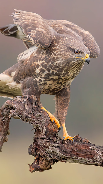 Eagle hawk, Sony Xperia background, Premium HD phone wallpaper