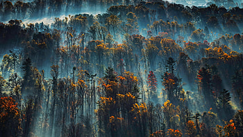 Morning Mist On The Eastern Shore Of The Chesapeake Bay , trees, mist, morning, nature HD wallpaper