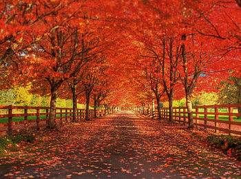 rockwood farm, way, plants, path, red, trees, autumn, nice HD wallpaper