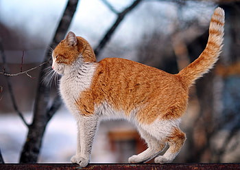 Animals, Winter, Cat, Fence, Street HD wallpaper