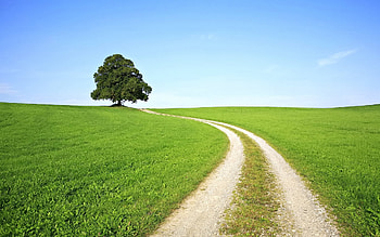 Landscape, Trees, Grass, Roads HD wallpaper