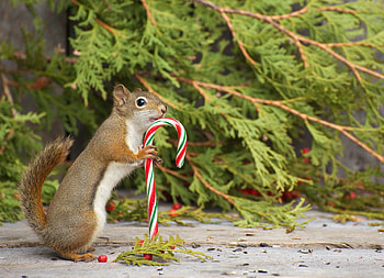 Happy squirrel, animal, sweets, cute, fir, tree, candy, christmas, funny, squirrel HD wallpaper