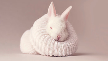 White rabbit , Newborn baby bunny, Cute bunny socks, Aesthetic bunny HD wallpaper