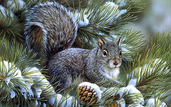 Animals, Squirrel HD wallpaper
