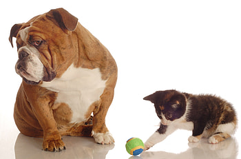 Big friends, dog, animal, cute, puppy HD wallpaper
