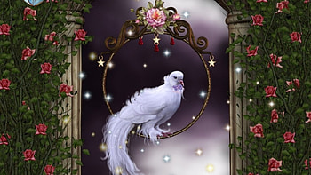 DOVE AND ROSES, Bird, Roses, Stars, Dove HD wallpaper