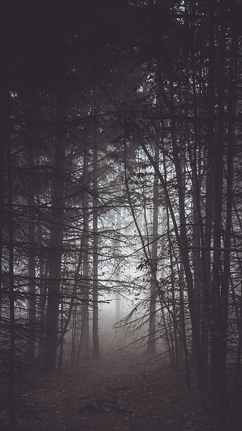 Nature, Trees, Forest, Fog, Darkness HD phone wallpaper