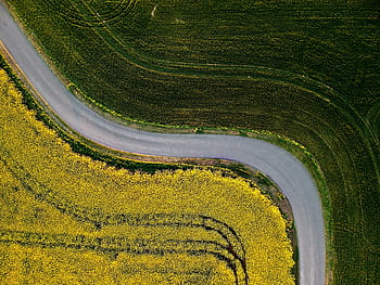 Aerial view of a country road curving through green and yellow fields in East Sussex, UK. HD wallpaper