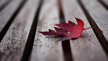 Maple leaf, Fall foliage, Vibrant colors, Nature's art HD wallpaper