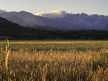 Landscape, Nature, Trees, Grass, Mountains, Field HD wallpaper