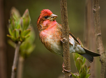 *** Beautiful Chaffinch ***, kolorowy, zwierzeta, ptak, ptaki HD wallpaper