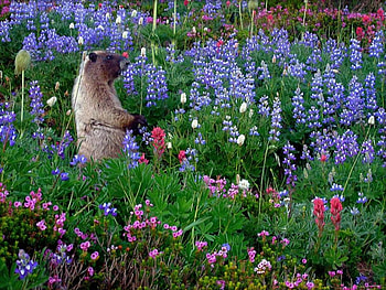 Who's That?, marmot, wildlife, animals, colors, flowers, rodent, lupins HD wallpaper