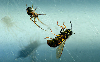 Web, Macro, Bee, Spider, Mining HD wallpaper