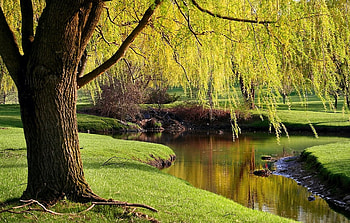 Willow tree varieties, Nature's diversity, Serene beauty, Captivating allure HD wallpaper