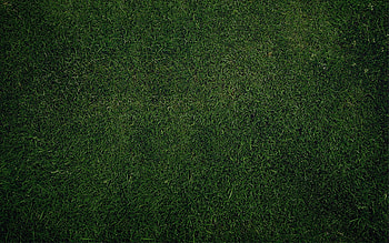 background, , green, grass, wallpapaer HD wallpaper