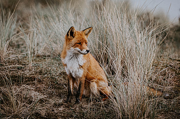 Animals, Fox, Predator, Sight, Opinion, Animal HD wallpaper