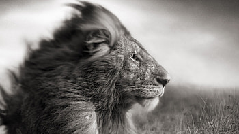 Lion Black And White HD wallpaper