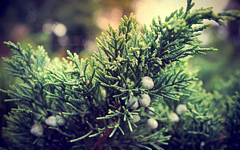Bush, Macro, Branches, Berry, Juniper HD wallpaper