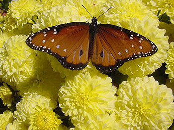 The heat is bringing the butterflies back., sunshine, wings, life beautiful, butterflies, brown, animals, yellow, red, fly, forever HD wallpaper